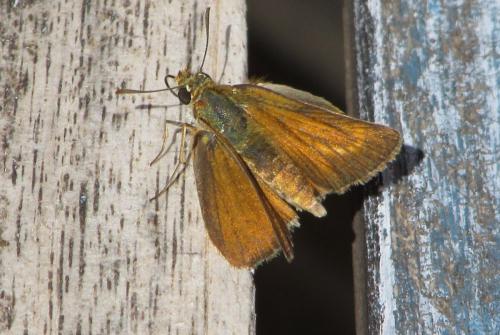 Réf. 195 365 : Thymelicus acteon